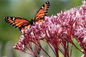Monarch butterfly on Joe Pye Weed